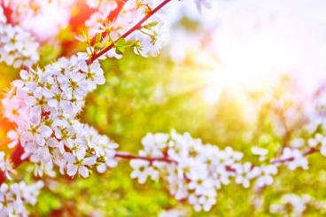 Vitamín D a slunce: proč ti celou zimu chyběla energie a co s tím | Schudni s DaVe